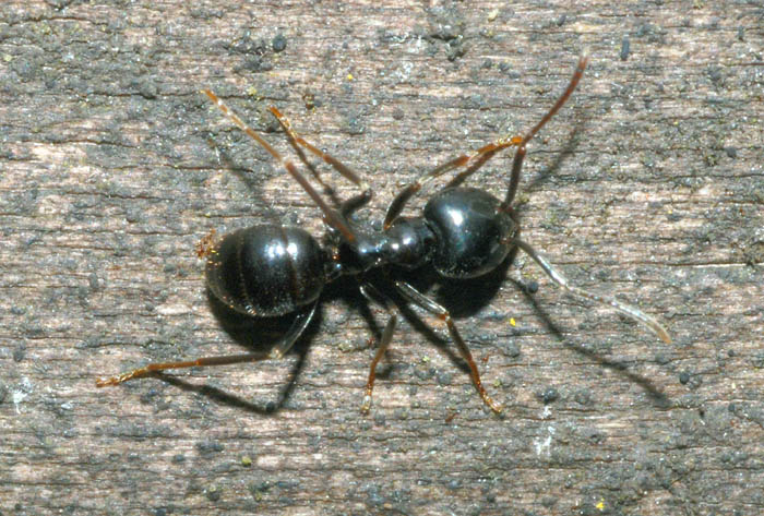 Lasius fuliginosus